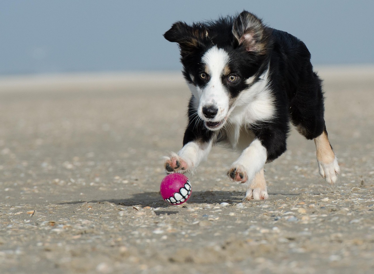 dog on beach